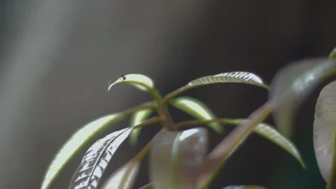 Beautiful mango shoots Stock Footage 235970684