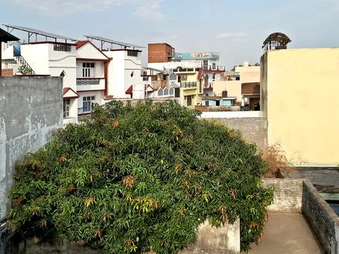 Beautiful mango tree buildings with cloudy sky in background. Stock Photos