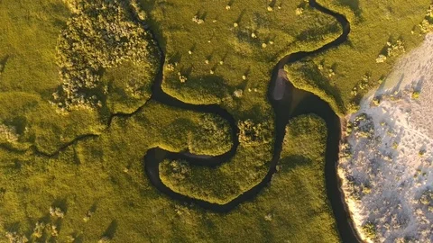 Beautiful mangrove patterns make tree pattern in forest 库存影片 89045266