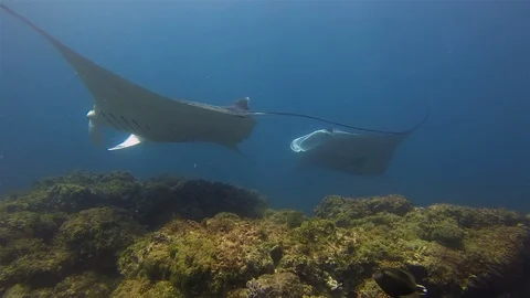 Beautiful Manta Rays Pair. Group Of Graceful Mantas. Sea Rays In Blue Sunlit Sea Stock Footage 116502795