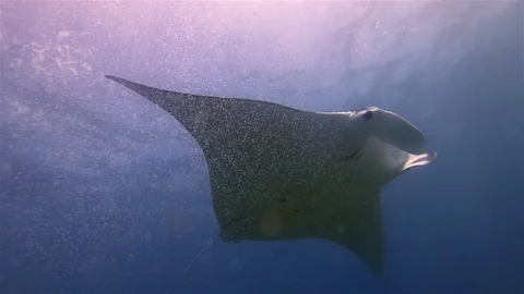 Beautiful Manta Rays Pair. Group Of Graceful Mantas. Sea Rays In Calm Blue Water Stock Footage 116507523