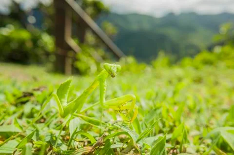 Beautiful mantis at Orchid Island, Taitung Foto stock