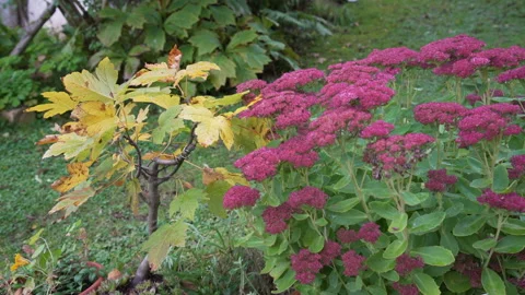 Beautiful maple bonsai tree in rural garden, colors of autumn Stock Footage 158970165