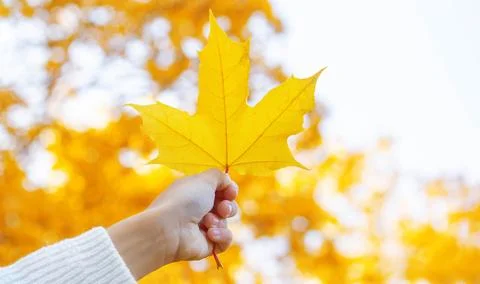 Beautiful maple leaf against the sky. beautiful autumn. Stock Photos