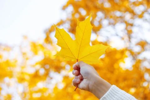 Beautiful maple leaf against the sky. beautiful autumn. Stock Photos