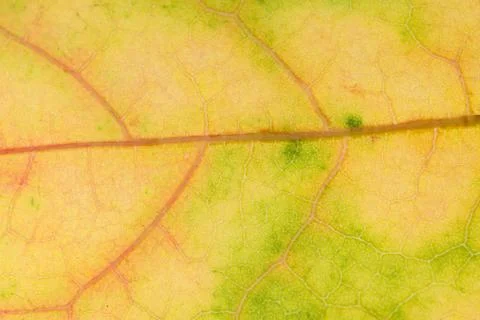 Beautiful maple leaf close up. background for design Stock Photos