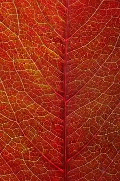 Beautiful maple leaf close up. background for design Stock Photos