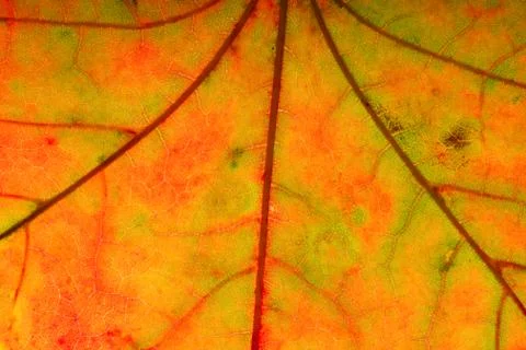 Beautiful maple leaf close up. background for design Stock Photos