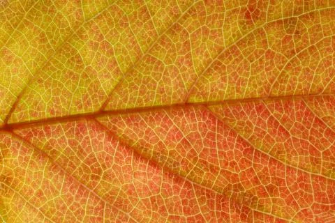 Beautiful maple leaf close up. background for design Stock Photos
