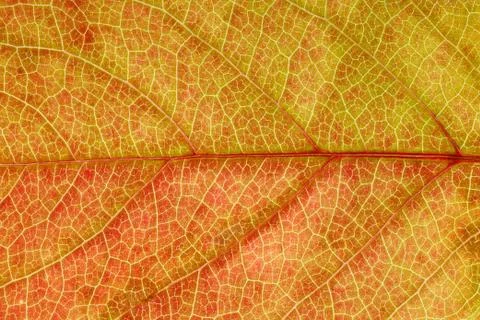 Beautiful maple leaf close up. background for design Stock Photos