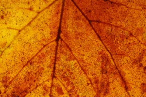 Beautiful maple leaf close up. background for design Stock Photos