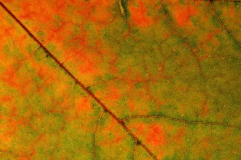 Beautiful maple leaf close up. background for design Stock Photos