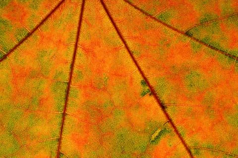 Beautiful maple leaf close up. background for design Stock Photos