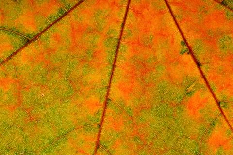 Beautiful maple leaf close up. background for design Stock Photos