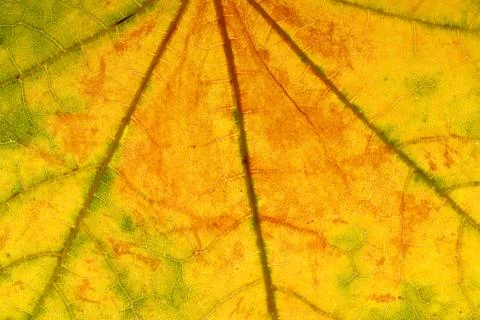 Beautiful maple leaf close up. background for design Stock Photos