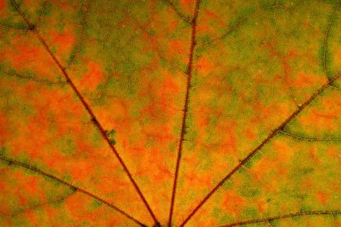 Beautiful maple leaf close up. background for design Stock Photos