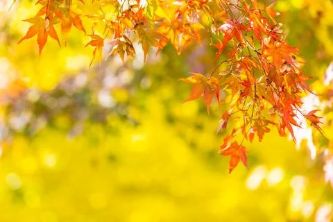 Beautiful maple leaf tree in autumn season Stock-Fotos