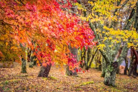 Beautiful maple leaf tree in autumn season Stock-Fotos