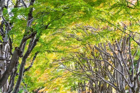 Beautiful maple leaf tree in autumn season 스톡 사진