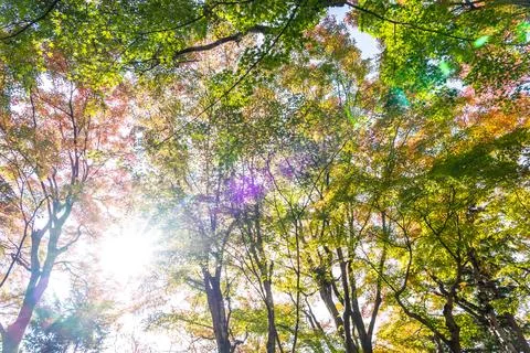 Beautiful maple leaf tree in autumn season 스톡 사진
