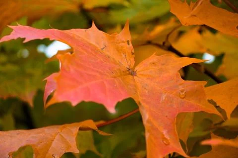 A beautiful maple leaf on a tree of different autumn shades with drops of rain Stock Photos