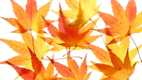 Beautiful maple a leaves on a light box 库存影片 162640196