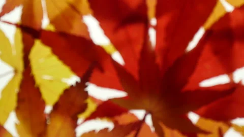Beautiful maple a leaves on a light box 库存影片 162640287