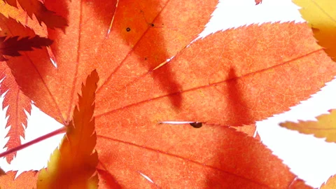 Beautiful maple a leaves on a light box 库存影片 162640341