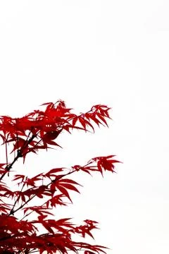 Beautiful maple leaves Stock Photos