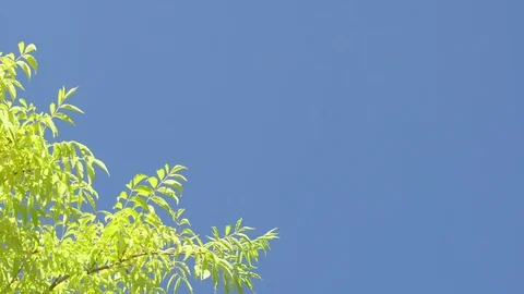 Beautiful maple leaves rustle in the autumn breeze blowing through the Stock Footage 123235735