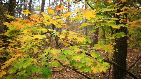 Beautiful maple tree in the autumn forest Video stock 117864346