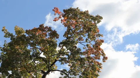 Beautiful maple tree in autumn park. Sunny day in autumn forest. Video stock 67830612