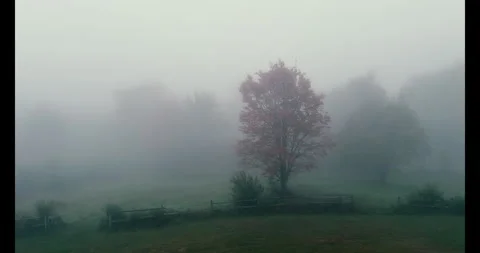 Beautiful Maple Tree on Magical Misty Fall Morning Stock Footage 291320035