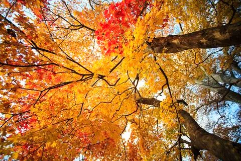 Beautiful maple tree Stock Photos