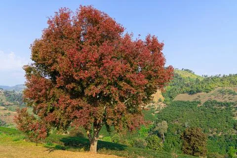 Beautiful maple tree with red leaves on the mountainside hill natural forest  Foto stock