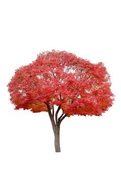 Beautiful maple tree red leaves in autumn season Stock Photos
