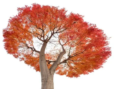Beautiful maple tree red leaves in autumn, isolated on background Stock Photos
