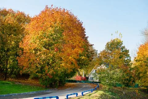 Beautiful maple tree on the side of a rural road strewn with maple leaves Foto stock