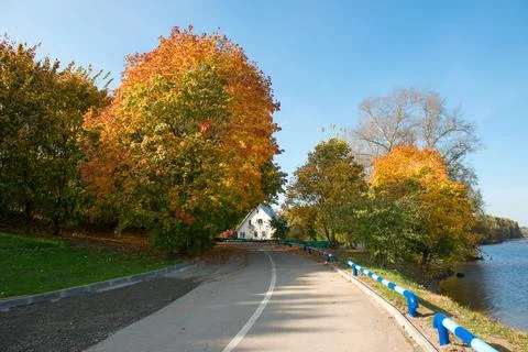Beautiful maple tree on the side of a rural road strewn with maple leaves Stock Photos