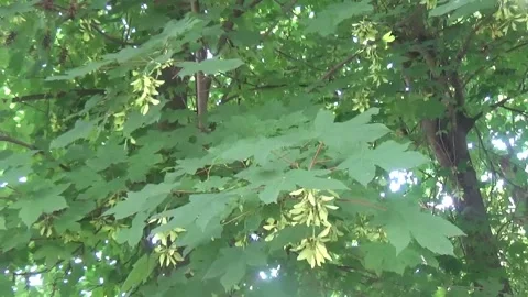 Beautiful maple tree on a sunny summer day Stock-Footage 313220304