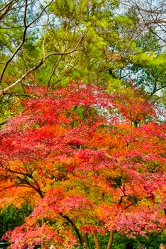 Beautiful maple tree surrounded by different trees on a sky background. Natur Stock Photos