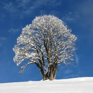 Beautiful maple tree on a winter day Stock Photos