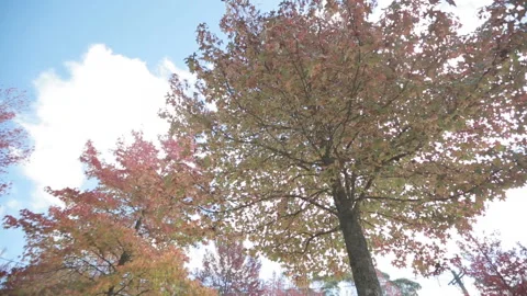 Beautiful maple trees in the Blue mountain Sydney Australia 2014 Stock Footage 153124539