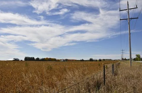 Beautiful maple trees isolated in the middle of soybean field. Stock Photos