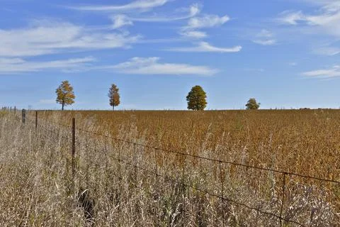 Beautiful maple trees isolated in the middle of a soybean field. Stock Photos