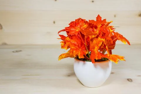 Beautiful maple vase Stock Photos