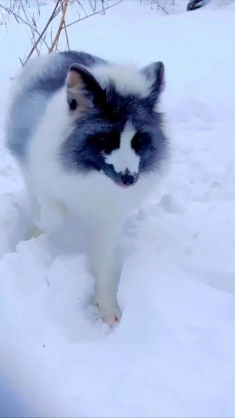 A beautiful marble fox standing in the deep snow during winter Видео 335491722