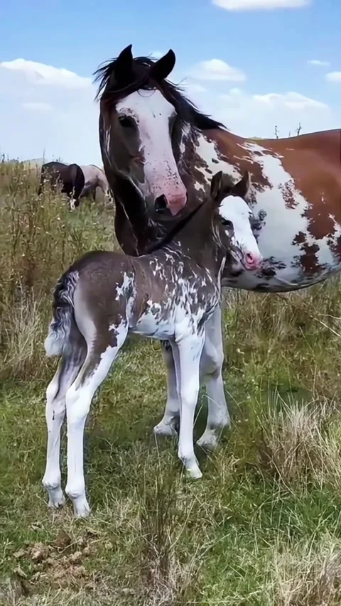 A beautiful mare and her young foal standing together in a grassy field on a Vidéo 334269548