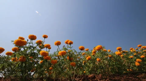 Beautiful Marigold flower 動画素材 34757076