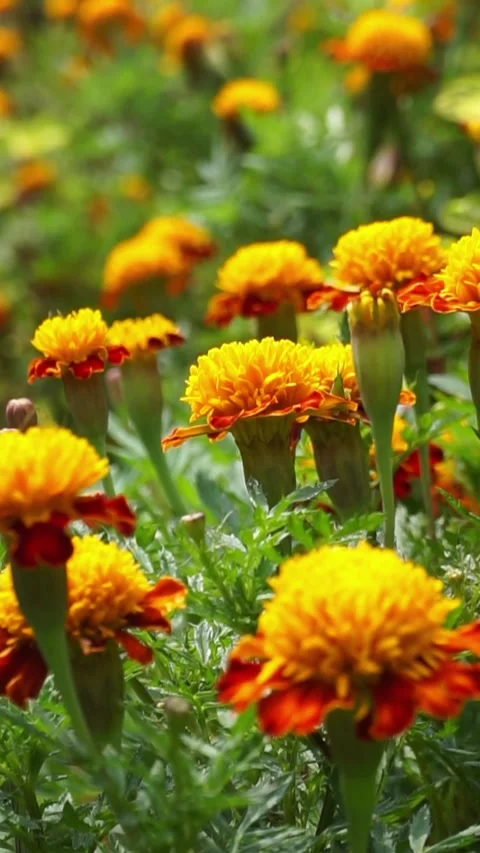 Beautiful marigold flowers Stock Footage 272410232